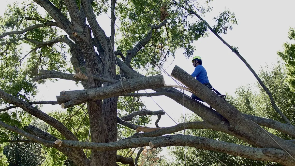 Professional Crown Thinning performed by certified arborists in Juliette