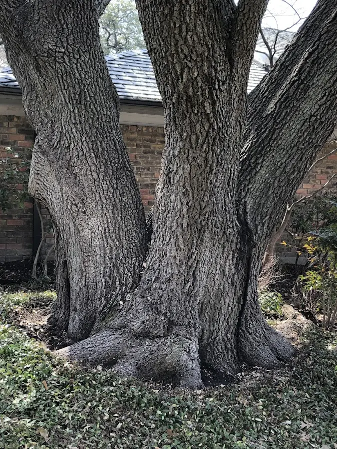 Mature heritage tree close to a Juliette property cared for by certified arborists